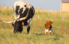 2023 Sweet Stuff  Heifer