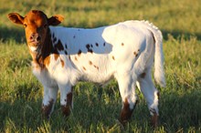 2025 Prima Donna Heifer