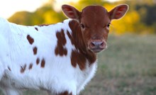 2025 Cowboy's Rose Heifer