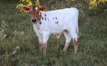 2025 Swan Song Bull