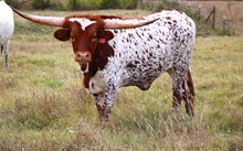 Daddy's Rose Capital SS