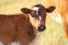 2025 Side Hustle Bull