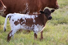 2025 Queen Bee Heifer