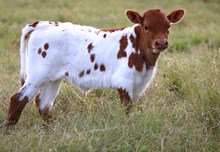 2025 Cowboy's Rose Heifer