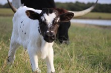 2025 Shoot for the Stars