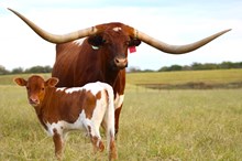 2025 Cheap Thrills Heifer