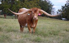 Life of the Party SS