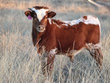 2025 Painted Rock Bull