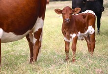 2023 Cheap Thrills Bull
