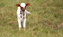 2023 Measles Flower Heifer