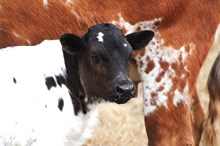 2025 Taste of Honey Bull