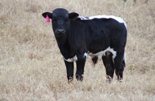 2025 Red Grande Bull