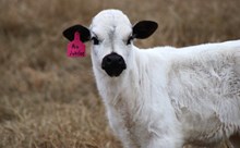 2025 Rio Jubilee Bull