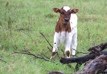 2023 Lulu Bull