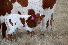 2025 Country Grammar Bull