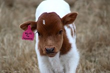 2025 Worth the Squeeze Bull