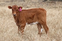 2025 Sweetheart Shadow Heifer