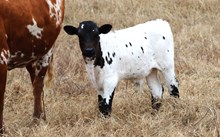 2025 Taste of Honey Bull