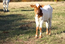 2023 Butterfly Bull