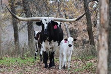 2025 Rio Jubilee Bull