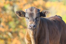 2023 Rio Jubilee Bull