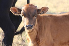 2023 Bang Bang Heifer