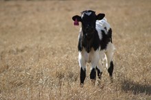 2025 Tuff Butterfly Heifer