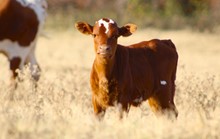 2023 Lunar Advancer Heifer