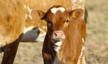 2023 Side Hustle Heifer