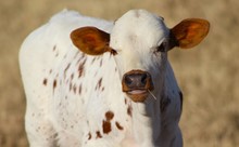 2023 Huff N Puff Bull