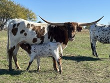 2023 Auzzie's Rose Heifer