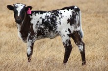 2025 Huff N Puff Heifer