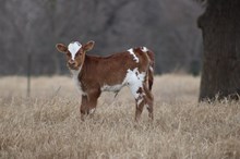 2025 Life of the Party Heifer