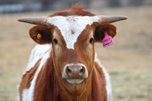 2025 Joy's Cowgirl Heifer