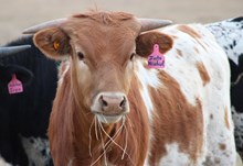 2025 Into Mischief Heifer