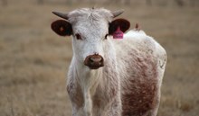 2025 Super Classy Heifer