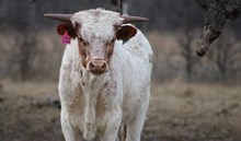 2025 Cajun Queen Bull