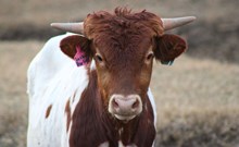 2025 Lucky Starlight Bull