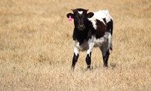 2025 Tuff Butterfly Heifer