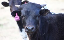 2025 Red Grande Bull