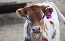 2025 Cowboy's Rose Heifer