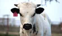 2025 Spill the Tea Bull