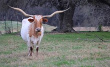 ECR MESQUITE BLOSSOM