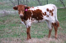 2025 Royal Jubilee Heifer
