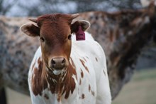 2025 Prima Donna Heifer