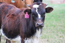 2025 Side Hustle Bull