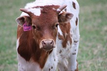 2025 Kansas Cowgirl Bull