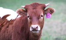 2025 Cheap Thrills Heifer