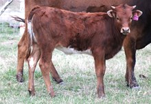 2025 Sweetheart Shadow Heifer