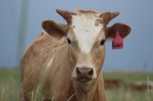 2019 Peaches N Cream Heifer